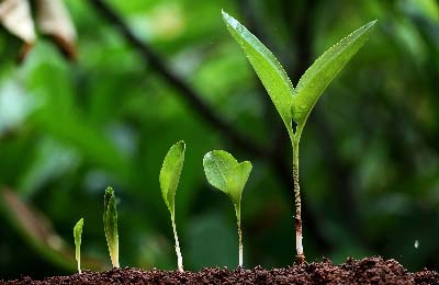 seedlings in order