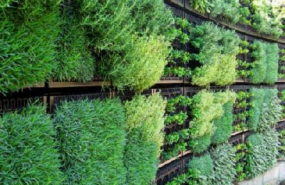 vertical garden of edible plants